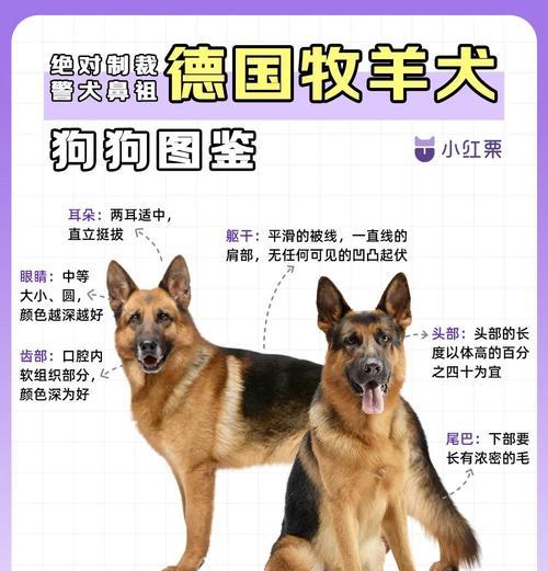 以德牧幼犬多久弓背（了解以德牧幼犬弓背发育时间及相关注意事项）