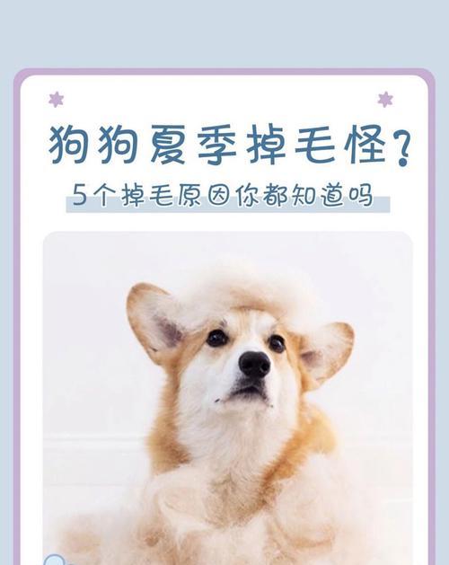 揭秘狗狗换毛季（了解换毛周期，让你的狗狗更舒适）