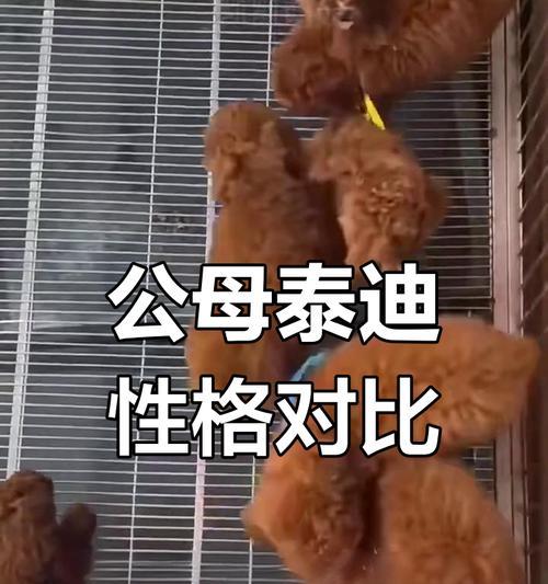 泰迪适应新家需要多久？（探索泰迪适应新环境的时间及关键因素）