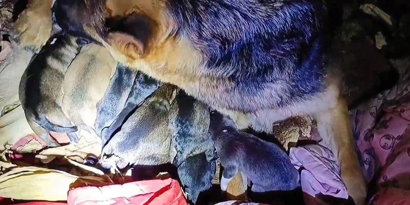 牧羊犬配种周期及其关键因素探讨（探究牧羊犬配种的周期长短和影响因素，了解繁殖过程的关键要素）