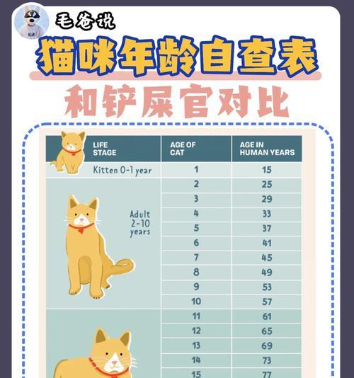 揭秘以猫咪年龄换算大法（猫咪年龄计算法）