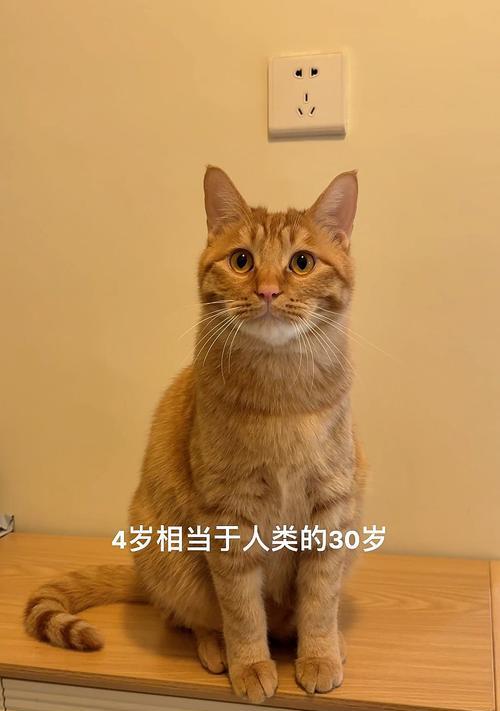 猫咪年龄阶段揭秘（你知道猫咪多大年纪相当于人类几岁吗？快来了解一下吧！）