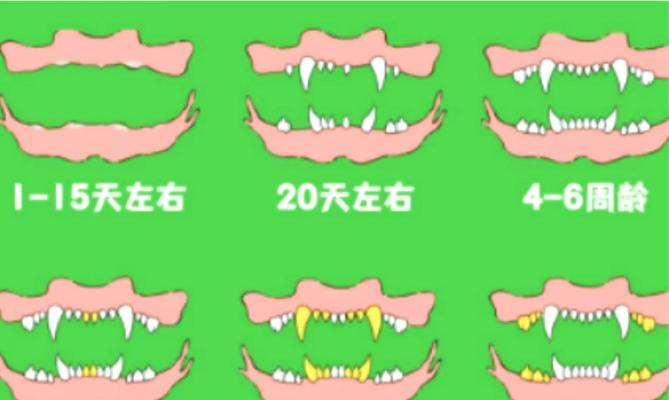 小狗认生需要多长时间？（探究小狗适应新环境所需的时间和条件）