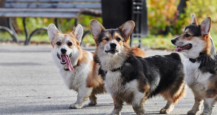 太阳神的犬——世界最大狗的壮丽身影（150斤重，两米高，这是一只令人惊叹的巨型犬）