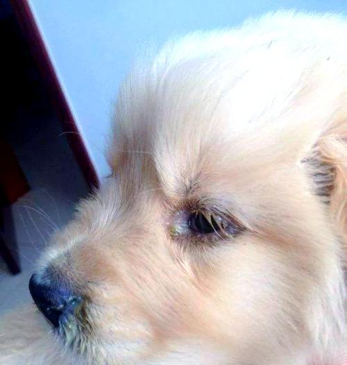犬瘟病（了解犬瘟病的传播和预防重要性）