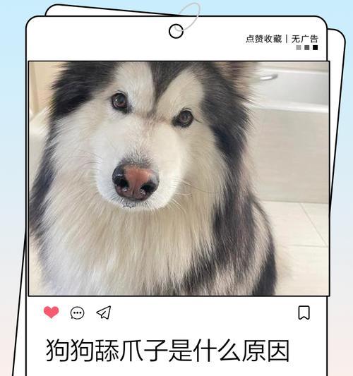 狗狗把爪子搭在你身上的意思大揭秘（了解你的毛孩更深入——狗狗以爪子搭在主人身上的含义解析）