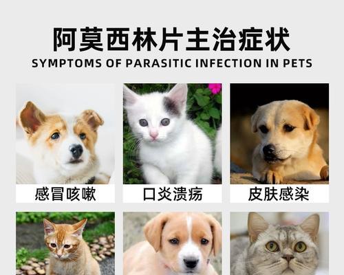 全面了解宠物药品——保护毛小孩健康的重要一步（宠物药品的种类、作用与使用注意事项）