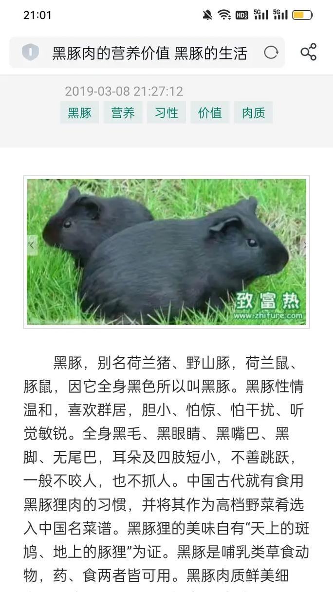 荷兰猪的日常行为及其意义（荷兰猪的语言行为解读与交流）