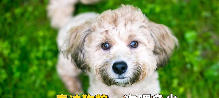 泰迪犬的科学喂养指南（一天到底应该喂多少，注意事项大揭秘）