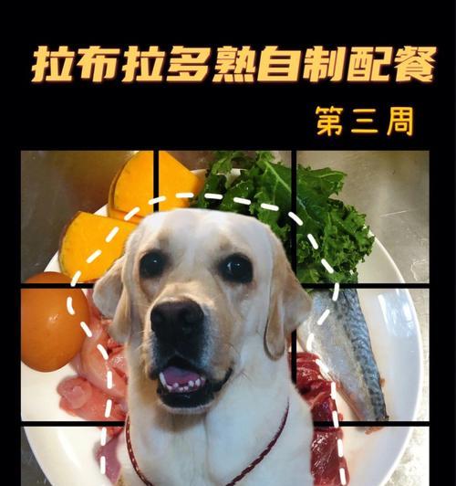 拉布拉多的水果饮食习惯探秘（了解拉布拉多的饮食需求，让你的宠物更健康）