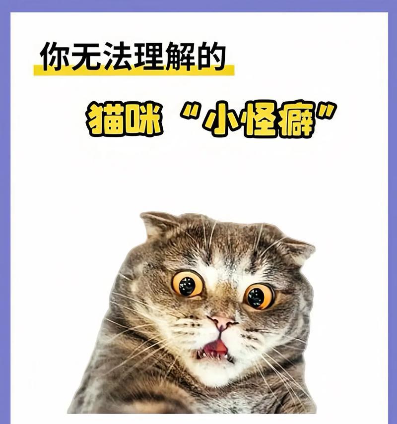 探秘猫眼中的世界（解析猫咪眼睛的特点、保持猫眼健康的小贴士与技巧）