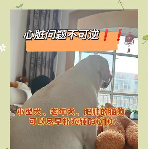 小型犬常见气管塌陷问题（深入了解狗狗气管塌陷，手术是唯一解救的关键）