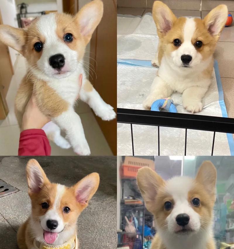 柯基犬价格大揭秘！（了解柯基犬市场价格，选择合适的宠物伙伴）