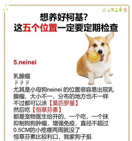 柯基的狗粮喂养量（根据狗狗的身体情况确定合适的喂养量）