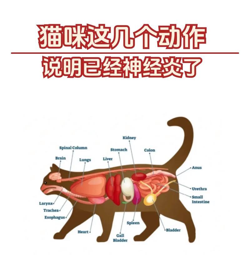 猫咪炎症（探究猫咪炎症的康复时间及关键因素）