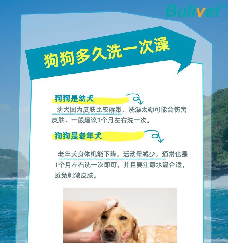 狗狗吃饱后可以洗澡吗？（洗澡时间与狗狗健康的关系）