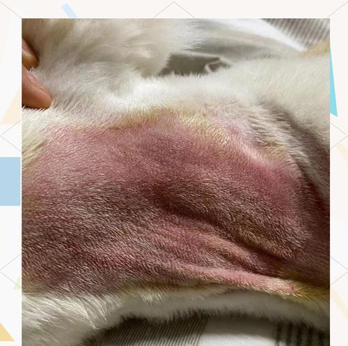 狗狗脸上皮肤病的常见症状及治疗方法（了解并正确应对狗狗脸部皮肤病，让它们重拾健康笑容）