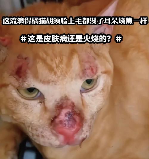 猫引起的疾病（保护自己和猫咪的健康，关注这些常见病症）