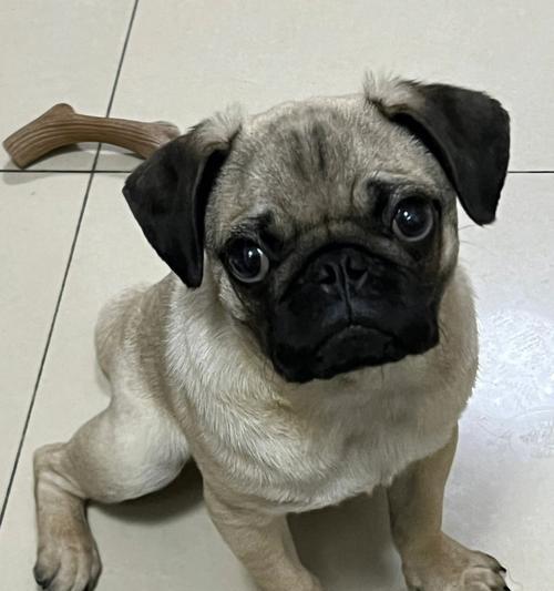 巴哥犬——迷人的小型犬种（探秘巴哥犬的外形特点和优点）