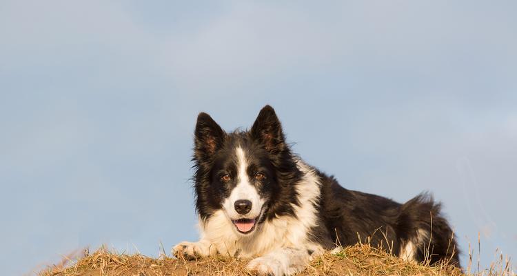 以边牧犬为主的品种特点与饲养知识（了解边牧犬品种，打造聪明活泼的伴侣）