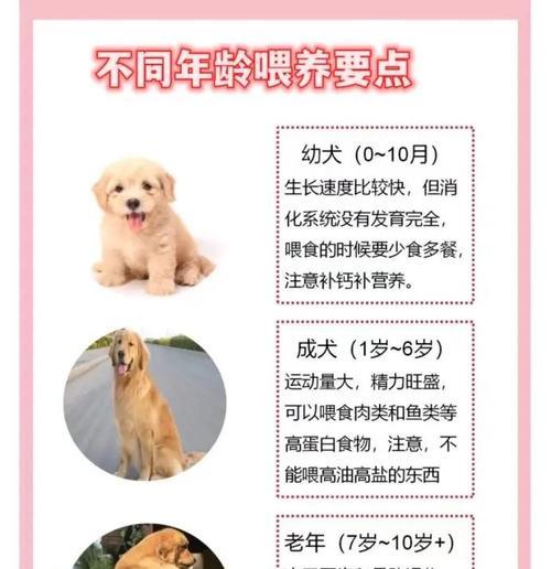 金毛幼犬食物消化时间（金毛幼犬的消化速度受哪些因素影响？）
