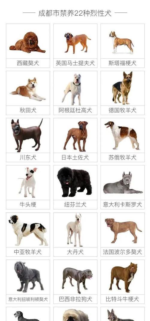 了解罗威纳犬（探索罗威纳犬的品质、特点以及如何正确饲养）