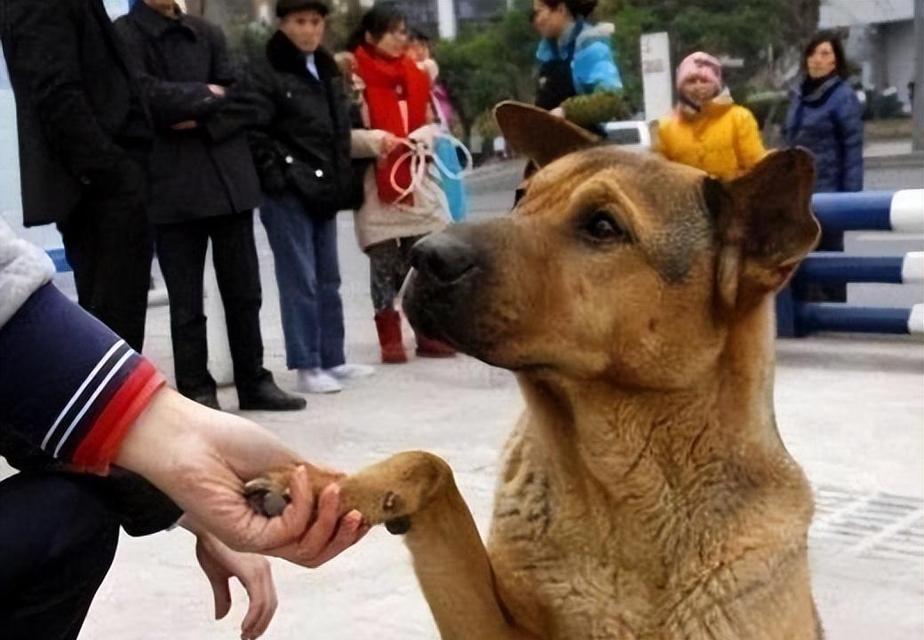 小狗如何认主人？（揭秘小狗对主人的情感表达）