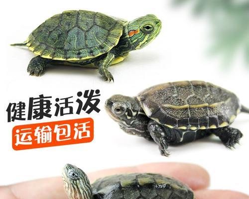 关于以巴西龟和草龟能活多久的探讨（探索两种龟类寿命的奥秘和适宜养护方法）