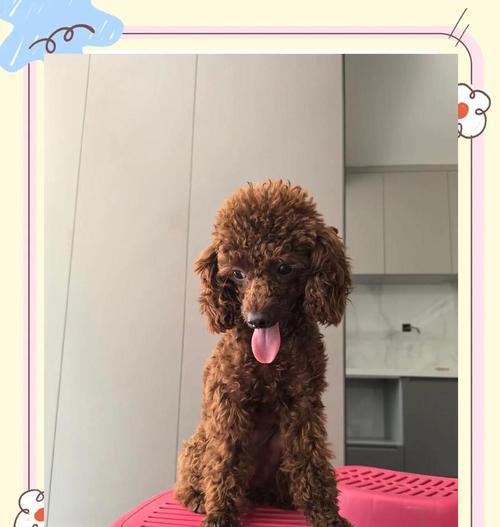 泰迪大姨妈周期（探索泰迪大姨妈周期的规律及养护方法）