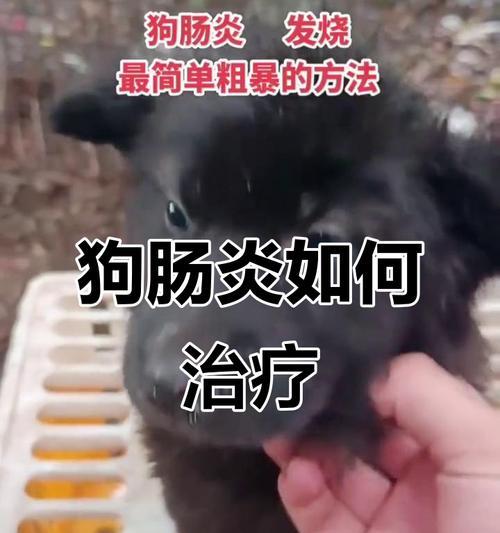 狗狗慢性胃肠炎的原因及症状解析（了解狗狗慢性胃肠炎的成因和相关症状，为宠物健康护航）