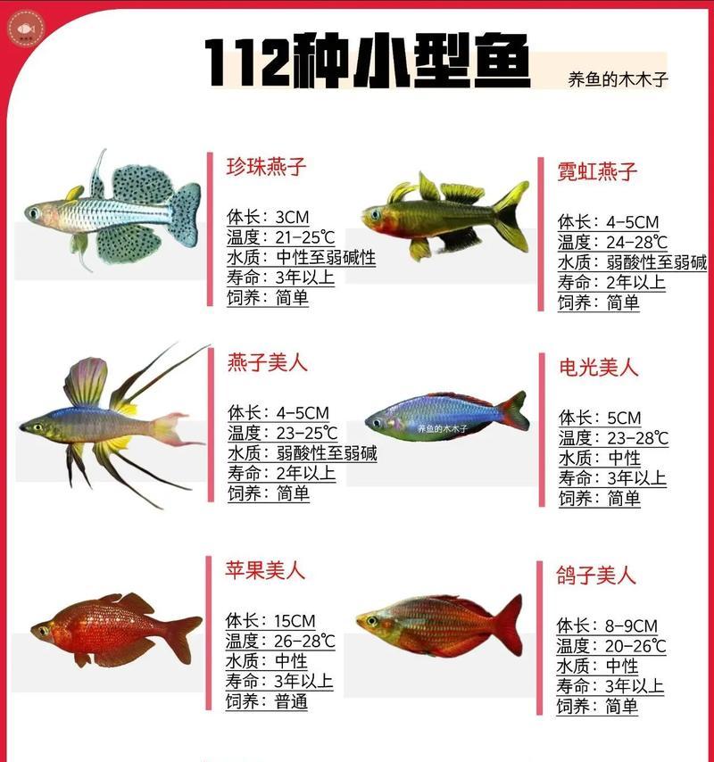如何确保观赏鱼不易死？（三个关键步骤帮助新鱼在新家适应）