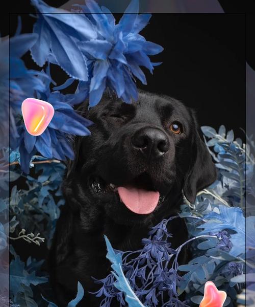 科学饲养拉布拉多犬，让它健康快乐成长（养犬要注意的科学喂养方法和关键点）