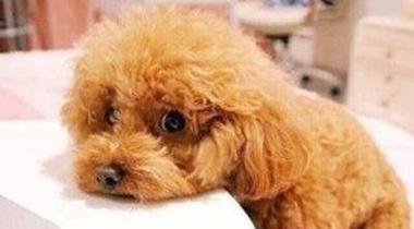治疗泰迪拉稀的有效方法（茶杯体能否帮助治疗泰迪拉稀？）
