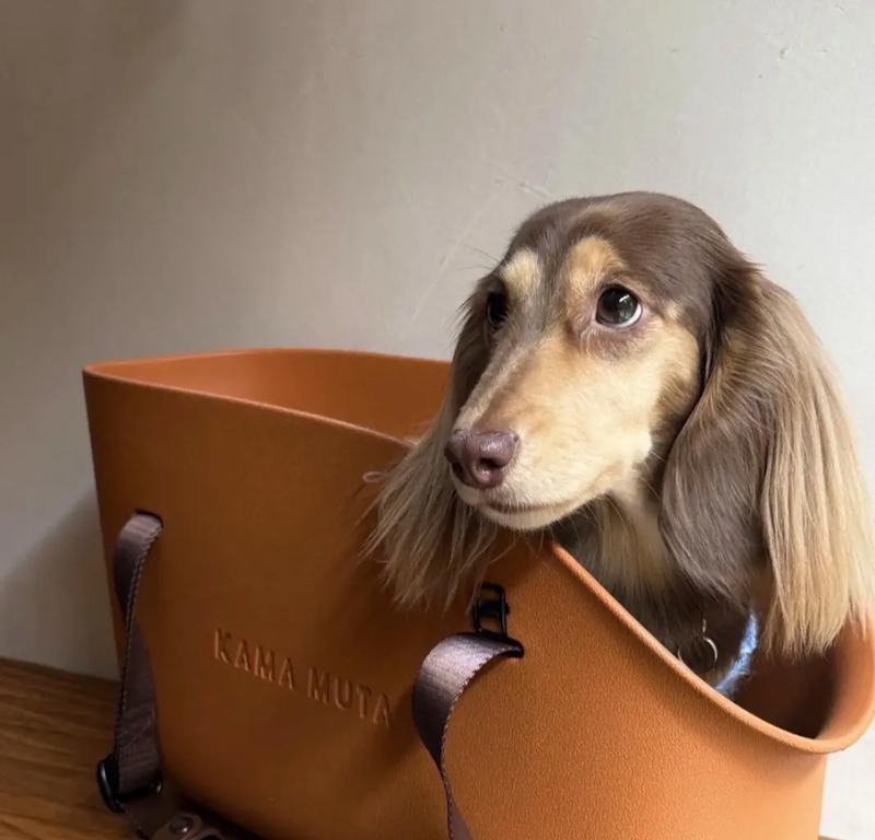 腊肠犬（了解腊肠犬的特点和饲养要点）