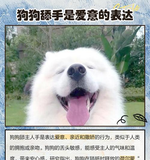 无私守护，狗狗主人之情（狗狗眼中的无私忠诚与保护）