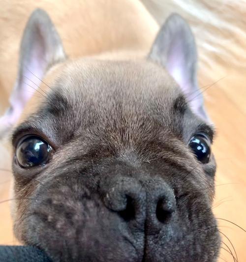 为什么不建议养巴哥犬？（探究巴哥犬的智商和适宜养殖环境）
