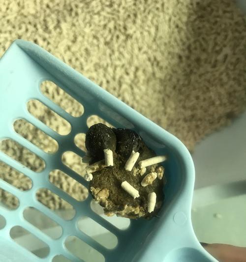 幼猫的排便频率（揭秘幼猫2个月大时的排便习惯及相关注意事项）