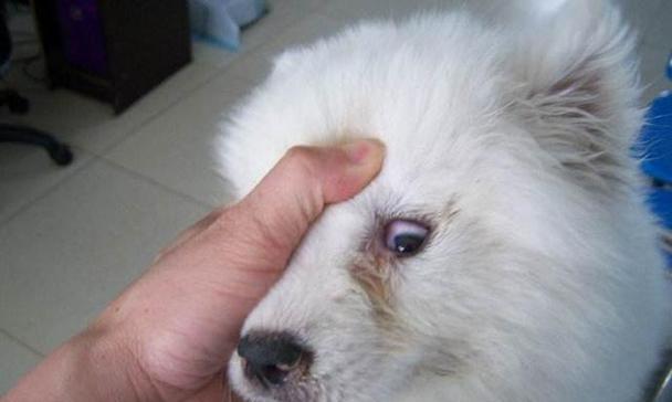 狗狗细小轻微症状大揭秘（了解狗狗的细小症状，保护它们健康幸福）