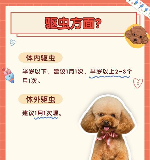 解析泰迪犬为什么会出现泪痕（泰迪犬泪痕问题及解决方法）