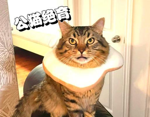 公猫绝育后的注意事项与护理指南（细致呵护，让你的公猫更健康）