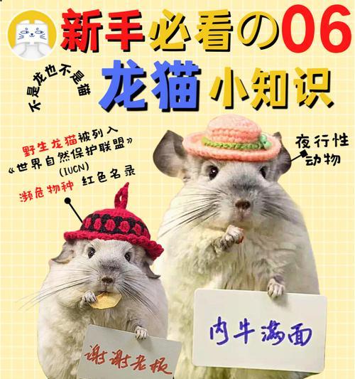 小龙猫何时开始吃草？（了解小龙猫的饮食习惯及草食转变关键）