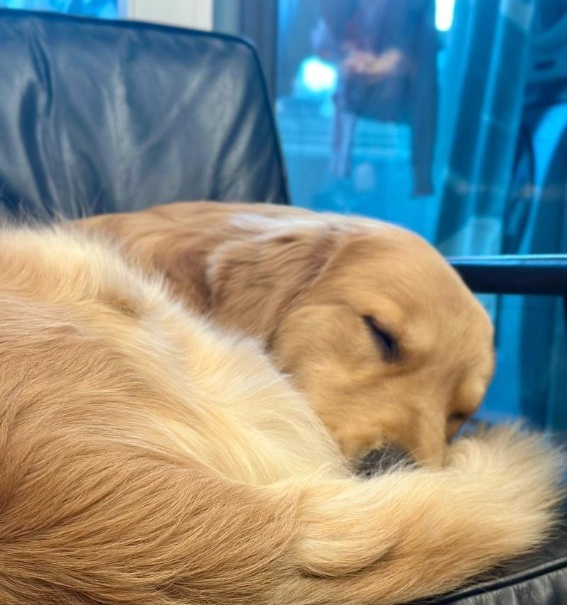 金毛犬的长时间睡眠是否正常？（探讨金毛犬睡眠习惯和注意事项）