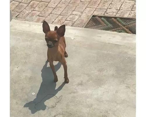 小型家养犬（选择、训练、健康、社交、快乐）