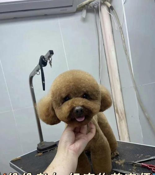 探索宠物美容C级学习的时间和内容（宠物美容C级学习所需时间和关键要点）