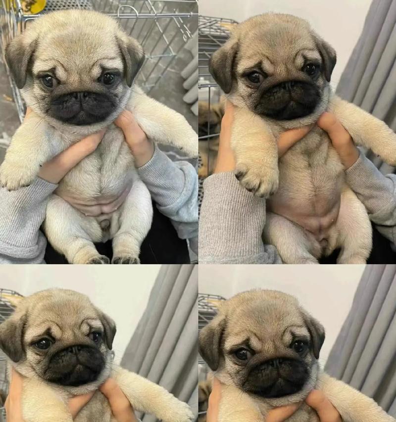 巴哥犬价格因素大揭秘（了解巴哥犬价格的关键因素及市场行情）