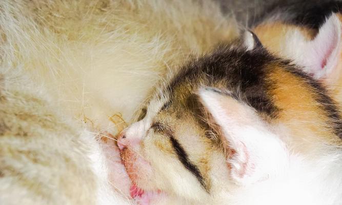 猫咪临产（探索母猫乳房发胀的过程及注意事项）