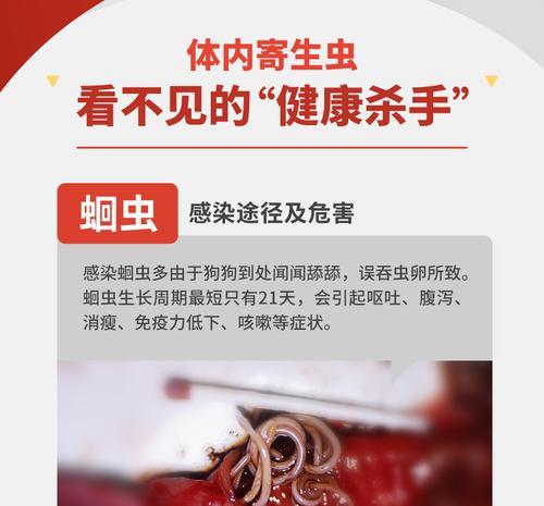 犬心保后的进食时间和要点（狗狗康复后的进食时间和注意事项）