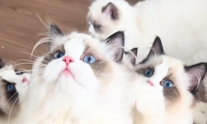 猫猫的成长之旅（探索猫猫成长的奥秘）