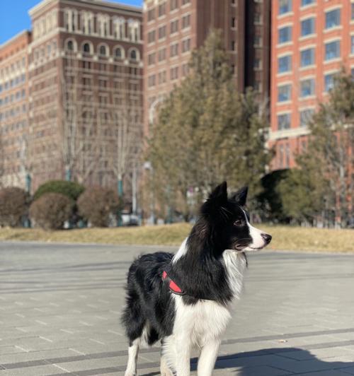 新买回家的狗狗，什么时候可以出门？（了解狗狗的适应期，合理安排出门时间）