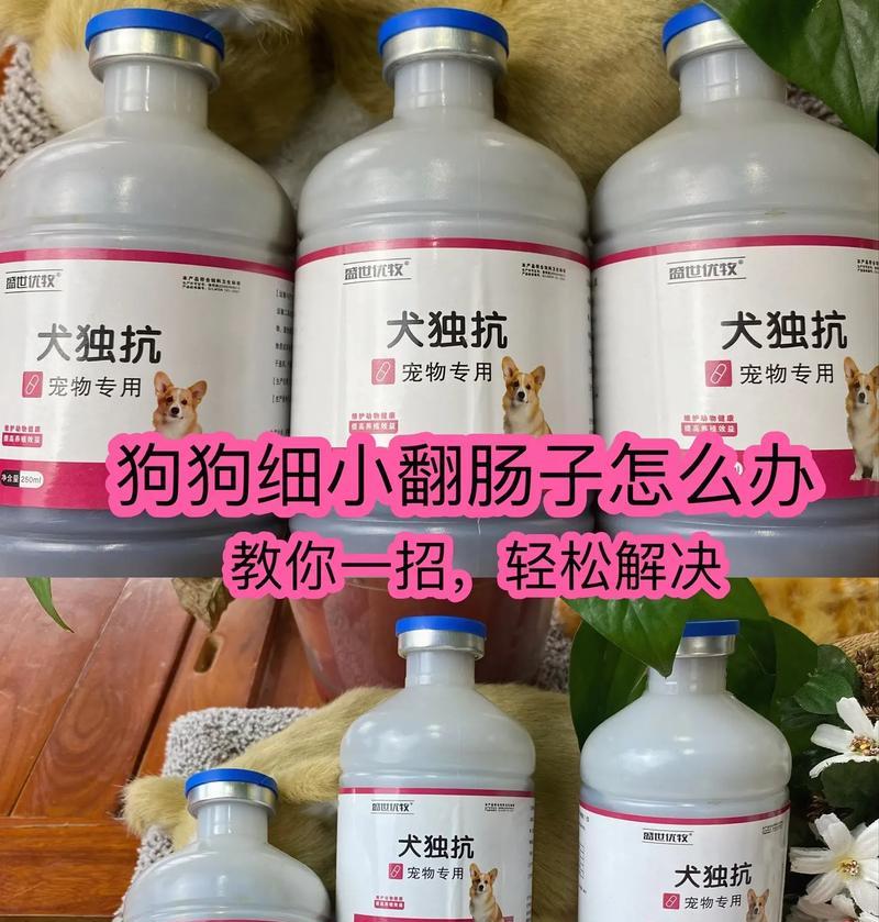狗狗翻肠的症状及应对方法（了解狗狗翻肠的常见症状及如何保护你的宠物健康）